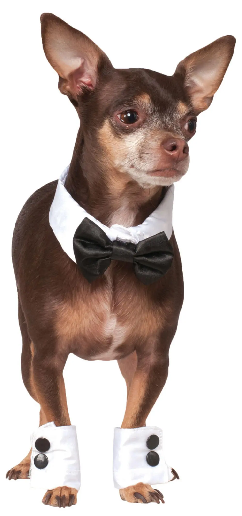 Bow Tie & Cuff Set Dog Accessory