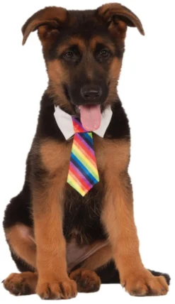 Rainbow Tie Dog Accessory